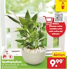 Aktuelles Spathiphyllum Angebot bei Netto Marken-Discount in Frankfurt (Main) ab 9,99 €