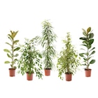 Plante verte dans le catalogue Carrefour