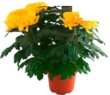 Chrysanthèmes multifleurs tricolores ou Chrysanthèmes grosses fleurs en promo chez Cora Reims à 6,99 €