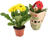 Gerbera Angebote von REWE Beste Wahl bei REWE Potsdam für 2,99 €