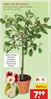 Aktuelles Apfelbaum Elstar Angebot bei Netto Marken-Discount in Hannover ab 7,99 €