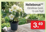 Helleborus Christmas Carol im Angebot bei Zimmermann in Celle Helleborus Christmas Carol Angebote bei Zimmermann Celle für 3,49 €