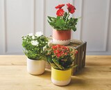 Plante Fleurie - Super U à Dijon Plante Fleurie en promo chez Super U Dijon à 6,99 €