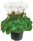 Netto mit dem Scottie Bad Kleinen - Cyclamen "Alpenveilchen" Angebot im Prospekt Cyclamen "Alpenveilchen" bei Netto mit dem Scottie im Bad Kleinen Prospekt für 1,99 €