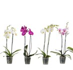 Orchidée 2 tiges en promo chez Carrefour Boulogne-Billancourt à 7,99 €