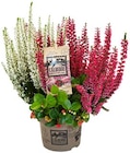 Besenheide und Scheinbeere in einem Topf oder Calla im Angebot bei REWE in Sankt Augustin Besenheide und Scheinbeere in einem Topf oder Calla Angebote bei REWE Sankt Augustin für 4,79 €