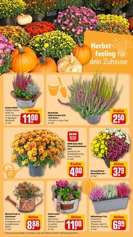Pflanzen im aktuellen REWE Prospekt (Bergisch Gladbach) Pflanzen im REWE Prospekt "Dein Markt" mit 26 Seiten (Bergisch Gladbach)