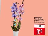 Phalaenopsis Schmetterlingsorchideen im Angebot bei Marktkauf in Ulm Phalaenopsis Schmetterlingsorchideen Angebote bei Marktkauf Ulm für 9,99 €