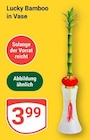 Lucky Bamboo in Vase Angebote bei GLOBUS Koblenz für 3,99 €