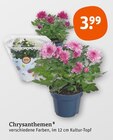 Chrysanthemen von  im aktuellen tegut Prospekt für 3,99 €