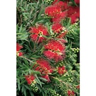 Promo Callistemon à 8,49 € dans le catalogue Carrefour Market à Marvejols