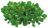 Bio Feldsalat Kl. II im Angebot bei REWE in Rheine Bio Feldsalat Kl. II Angebote von REWE Bio bei REWE Rheine für 1,29 €