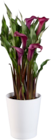 Calla en pot céramique en promo chez Lidl Calla en pot céramique dans le catalogue Lidl