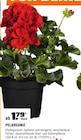 Pelargonie bei OBI im Stuttgart Prospekt für 1,79 €
