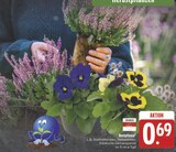 Aktuelles Beetpflanze Angebot bei E center in Chemnitz ab 0,69 €
