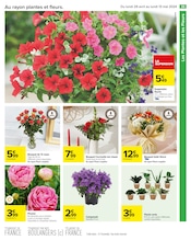 Plante Verte Angebote im Prospekt "Maxi format mini prix" von Carrefour auf Seite 39