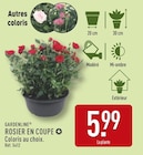 Rosier en coupe - GARDENLINE en promo chez Aldi Rosier en coupe - GARDENLINE dans le catalogue Aldi