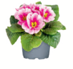 Primel ungefüllt von  im aktuellen toom Baumarkt Prospekt für 1,29 €