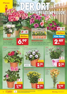 Blumen im aktuellen Netto Marken-Discount Prospekt (Bottrop) Blumen im Netto Marken-Discount Prospekt "Aktuelle Angebote" mit 63 Seiten (Bottrop)