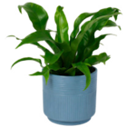 Grüne Wohn-Oase von Gardenline im aktuellen ALDI Nord Prospekt