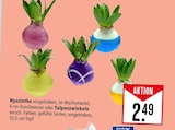 Hyazinthe oder Tulpenzwiebeln Angebote bei Marktkauf Heidenheim für 2,49 €