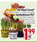 11er Rosen-Strauß oder Zwiebelblumen Mix Angebote bei EDEKA Germering für 1,99 €