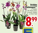 Orchidee 'Phalaenopsis' von  im aktuellen EDEKA Prospekt für 8,99 €