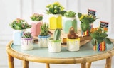 Mixte kalanchoe cactus en promo chez U Express Mixte kalanchoe cactus dans le catalogue U Express