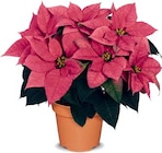 Herbststern im Angebot bei Netto Marken-Discount in Lutherstadt Wittenberg Herbststern Angebote bei Netto Marken-Discount Lutherstadt Wittenberg für 2,99 €