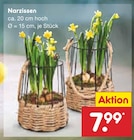 Aktuelles Narzissen Angebot bei Netto Marken-Discount in Neuss ab 7,99 €