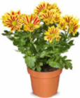 Chrysantheme im Angebot bei Netto Marken-Discount in Bamberg Chrysantheme Angebote bei Netto Marken-Discount Bamberg für 3,99 €