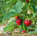 Promo Bar à fraises Bio INVIVO Nous on sème à 1,67 € dans le catalogue Gamm vert à Mézy-sur-Seine