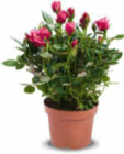 Aktuelle Pflanzen Angebote bei Netto Marken-Discount in Mönchengladbach Aktuelles Rosen Angebot bei Netto Marken-Discount in Mönchengladbach ab 1,99 €