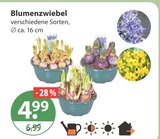 Blumenzwiebel von  im aktuellen V-Markt Prospekt für 4,99 €