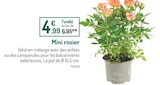 Promo Mini rosier à 4,99 € dans le catalogue Botanic à Annemasse