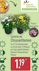 Chrysanthemen von Gardenline im aktuellen ALDI Nord Prospekt