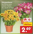 Aktuelles Chrysantheme Angebot bei Netto Marken-Discount in Pforzheim ab 2,49 €