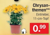 Chrysanthemen im Angebot bei Zimmermann in Wolfsburg Chrysanthemen Angebote bei Zimmermann Wolfsburg für 0,99 €