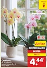 Aktuelles Orchidee Angebot bei Netto Marken-Discount in Bochum ab 4,44 €