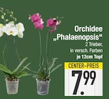 Orchidee Phalaenopsis Angebote bei EDEKA Augsburg für 7,99 €