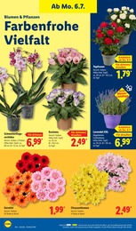 Pflanzen Angebot im aktuellen Lidl Prospekt auf Seite 22