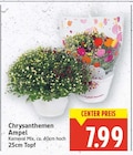 Aktuelles Chrysanthemen Ampel Angebot bei E center in Berlin ab 7,99 €
