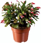 Schlumbergera en promo chez Lidl Pau à 6,99 €