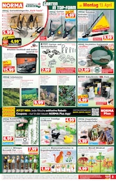 Aster Angebot & Preis im aktuellen Norma Prospekt Aster Angebot im aktuellen Norma Prospekt auf Seite 3