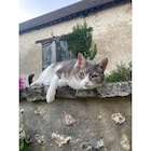 Pâtée pour chat - GOURMET GOLD en promo chez Carrefour Pâtée pour chat - GOURMET GOLD dans le catalogue Carrefour