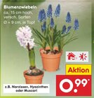 Blumenzwiebeln Angebote bei Netto Marken-Discount Leinfelden-Echterdingen für 0,99 €