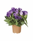 Eustoma im Lidl Prospekt Eustoma von im aktuellen Lidl Prospekt für 1,99 €