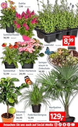 Gartenpflanzen Angebot im aktuellen BAUHAUS Prospekt auf Seite 7