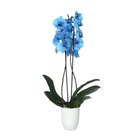 Orchidée teintée 2 tiges en promo chez Carrefour Dunkerque à 12,99 €