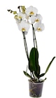 Orchidée dans le catalogue Carrefour